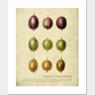 English Gooseberries With Description Posters and Art